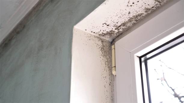Mold Removal and Inspection in Granger, TX